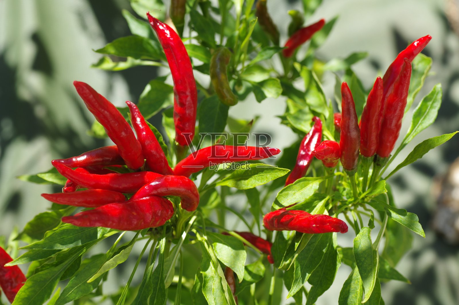 红辣椒在花园里照片摄影图片