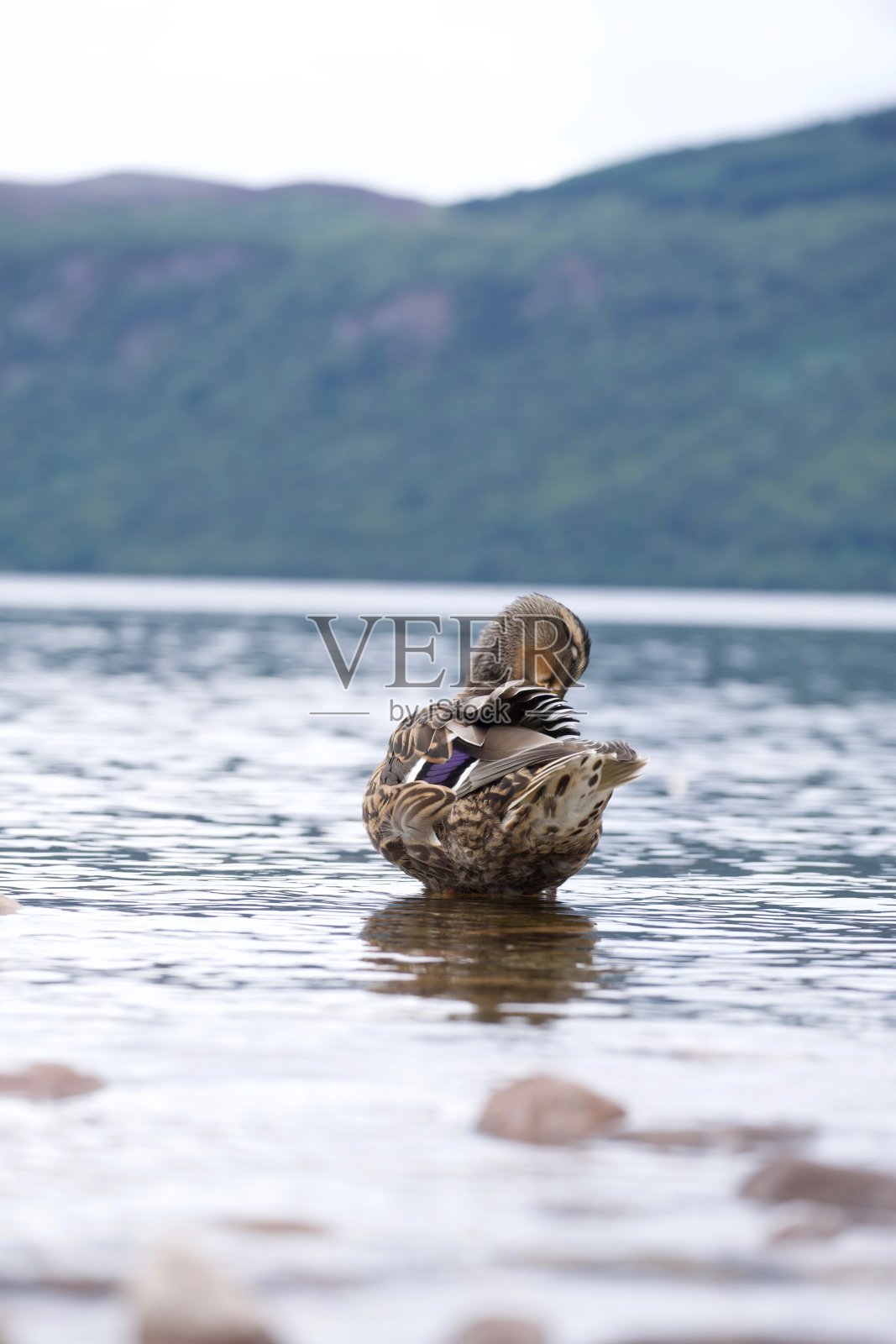 尼斯湖里的鸭子。照片摄影图片