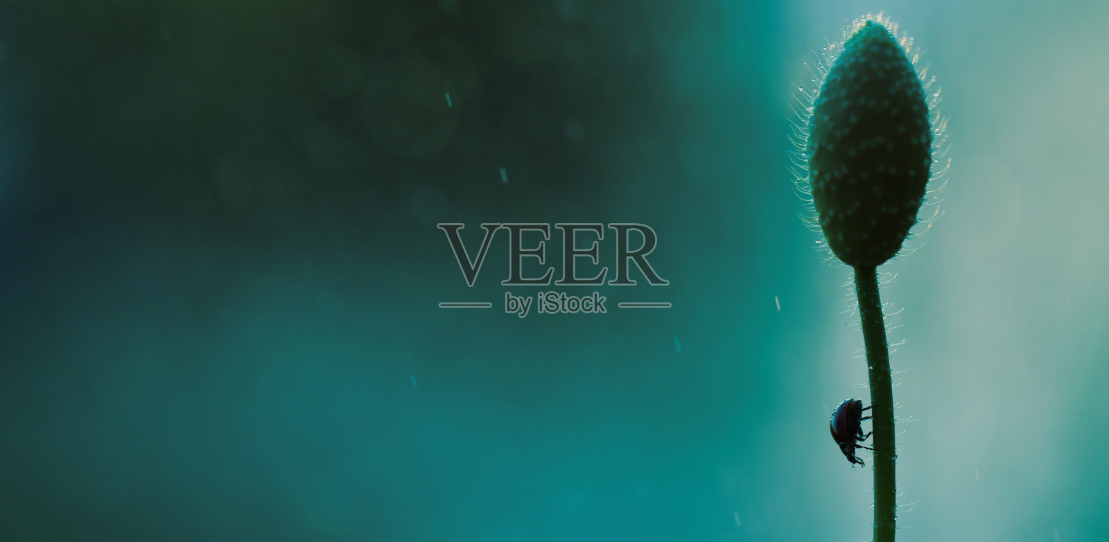 美丽的红色瓢虫姿势的照片照片摄影图片