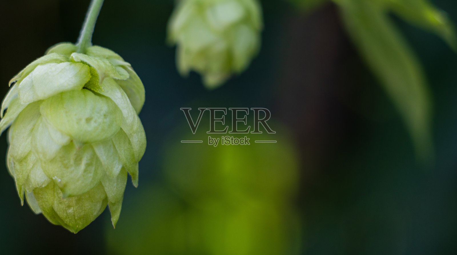 圆锥跳特写，背景照片照片摄影图片