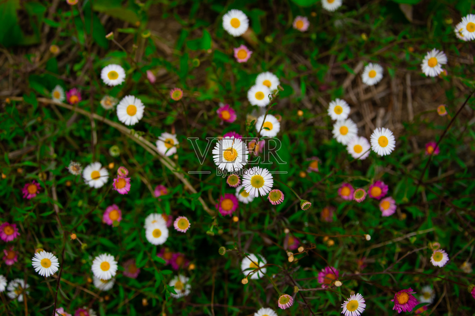 花园里的雏菊花照片摄影图片