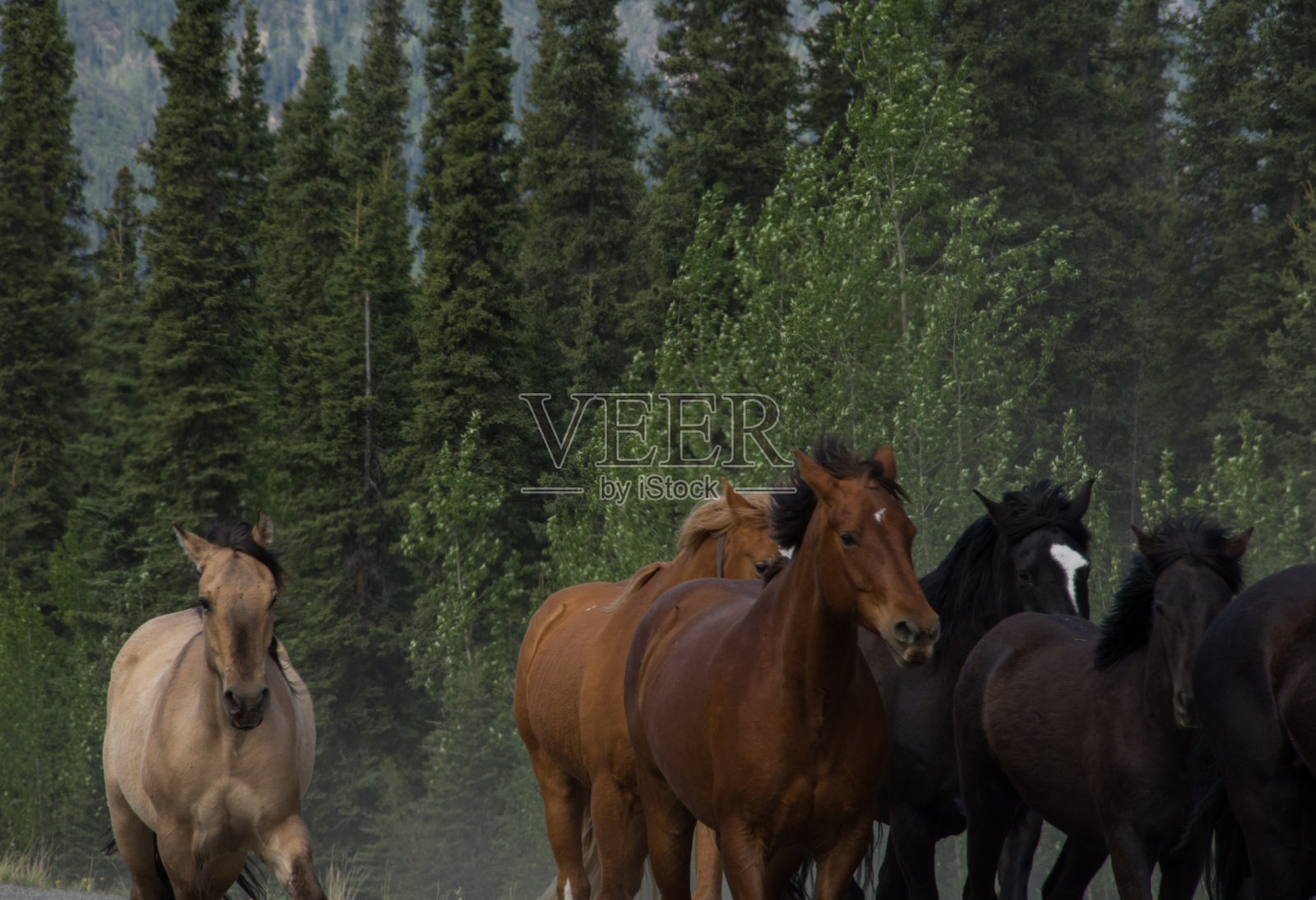 马儿小跑着穿过松林照片摄影图片
