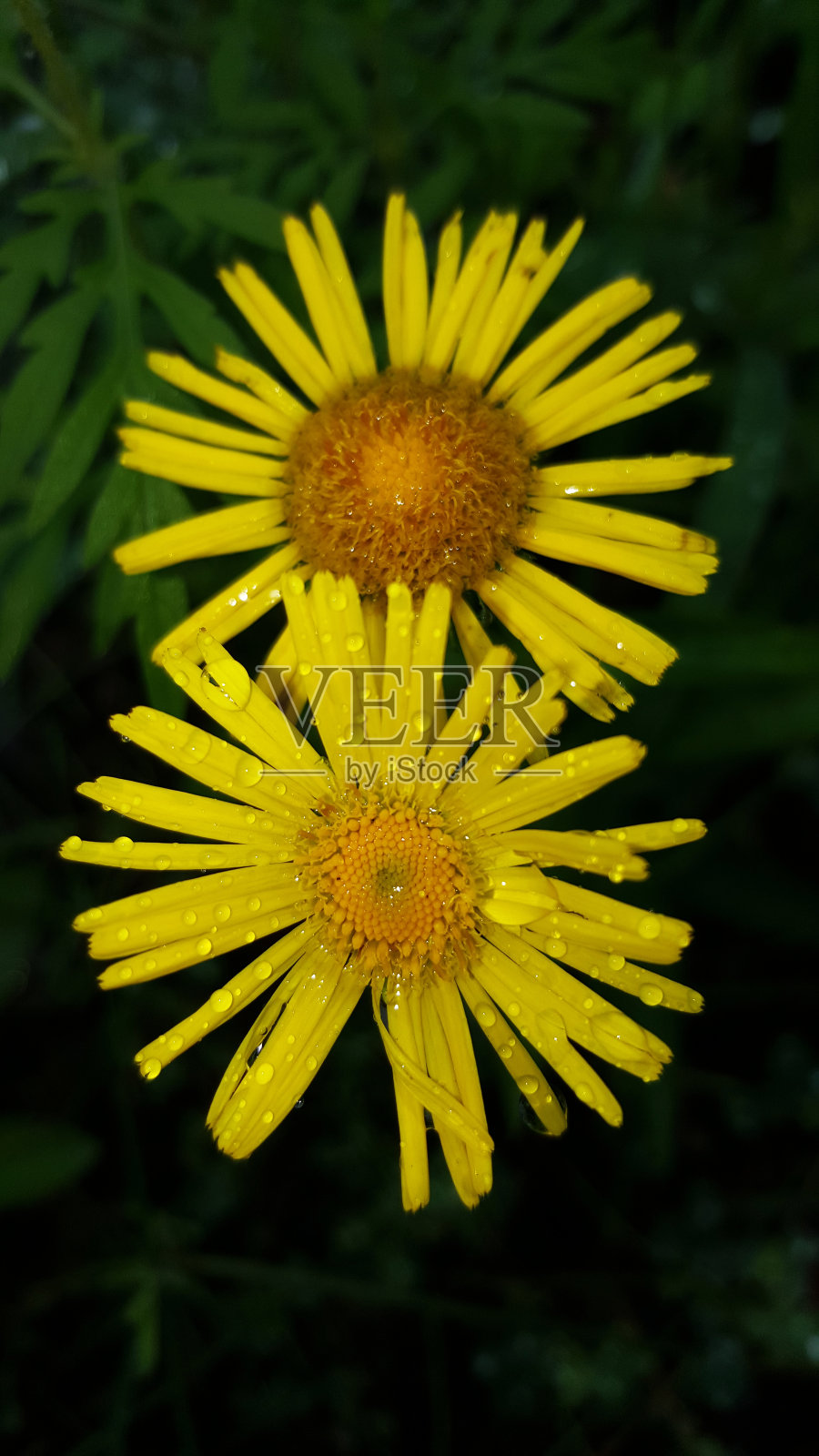 图中绿色背景下的两朵黄花，滴在雨滴中照片摄影图片