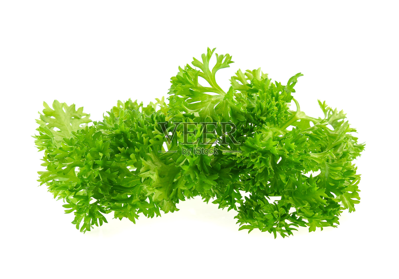 孤立在白色背景上的欧芹照片摄影图片