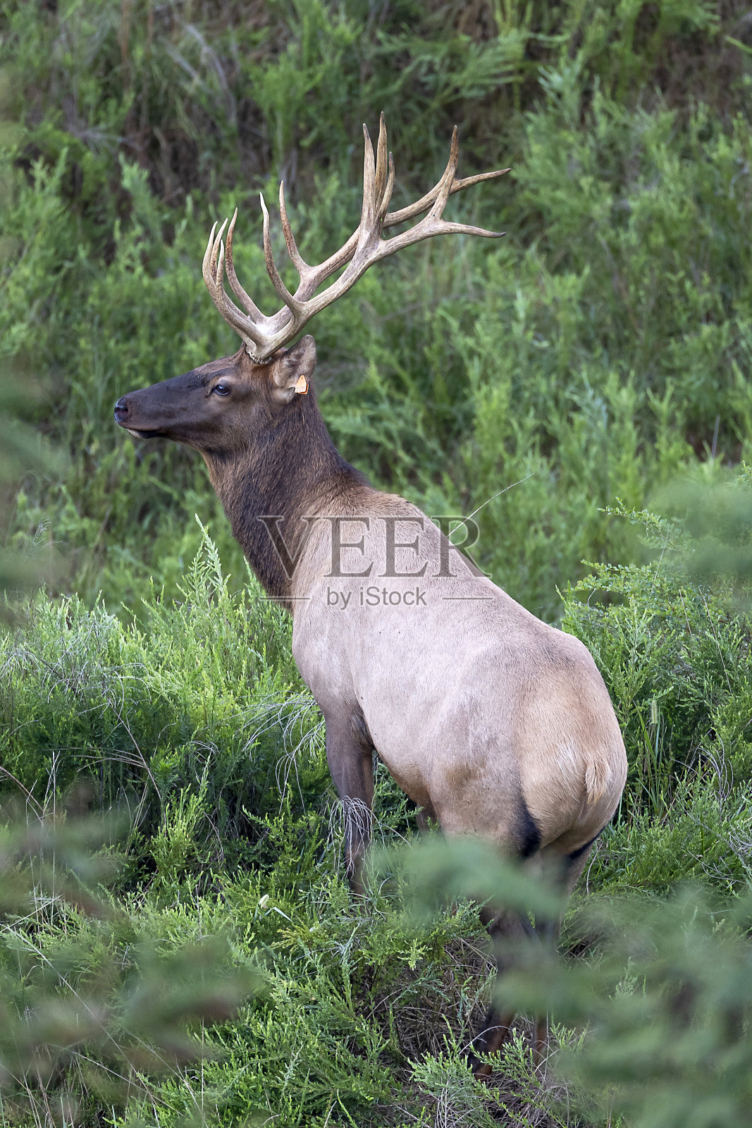 公牛每个照片摄影图片
