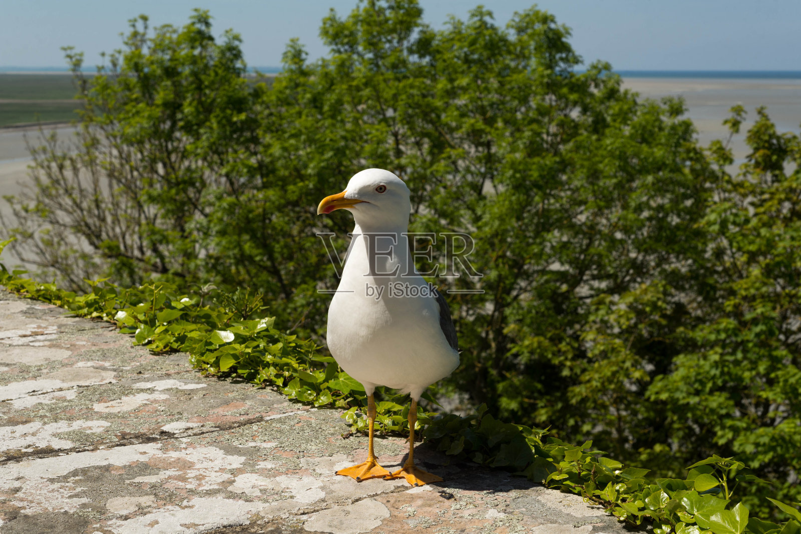 友好的海鸥照片摄影图片