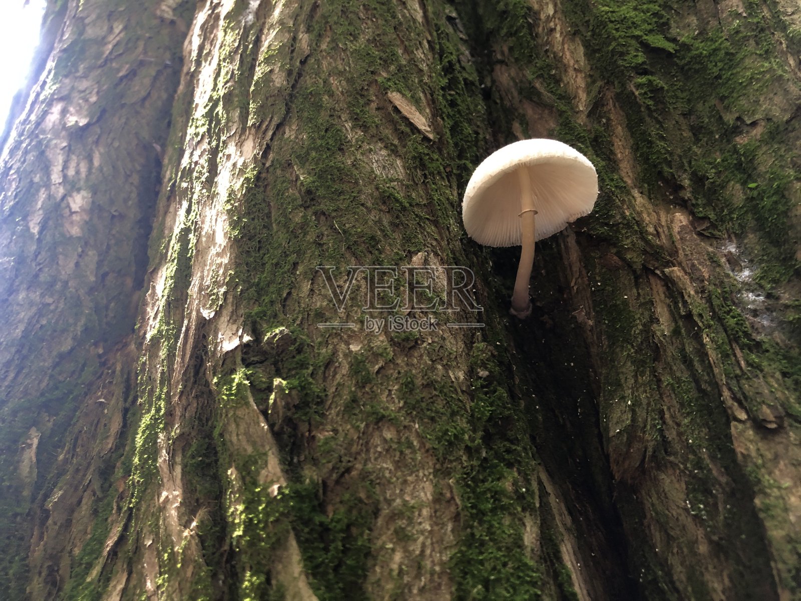 蘑菇在树照片摄影图片
