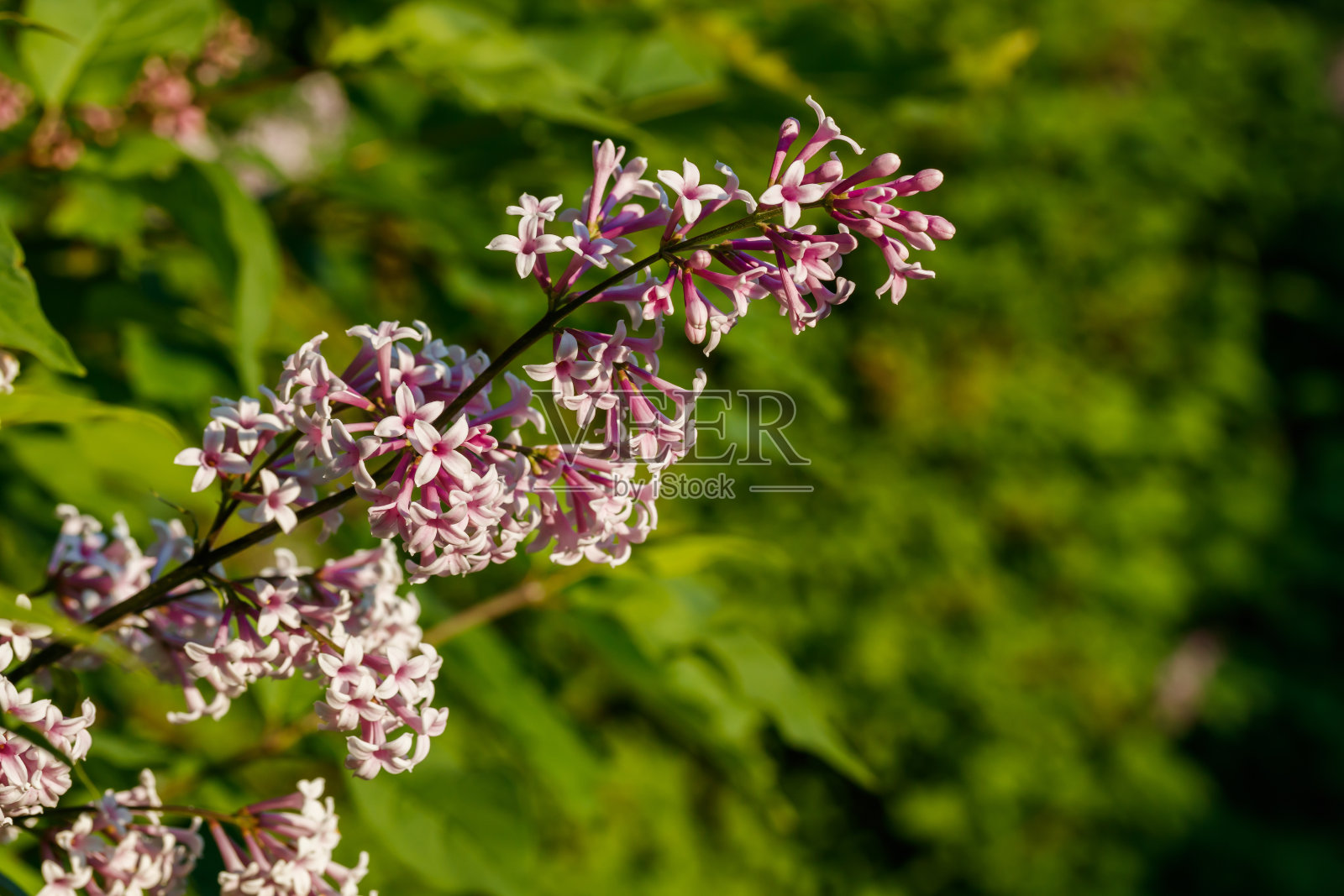 美丽的淡紫色花朵在夕阳中绽放照片摄影图片