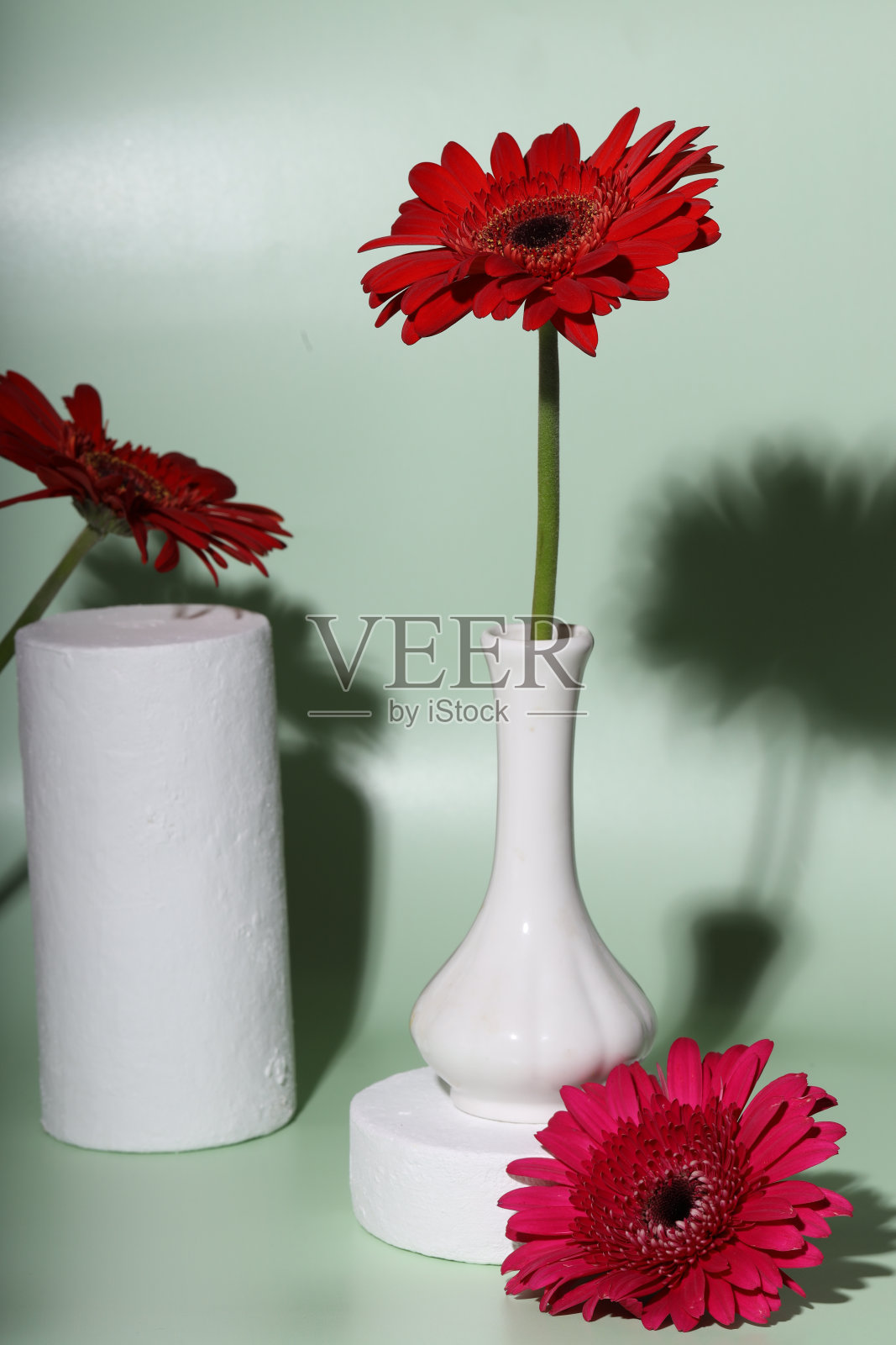 红色非洲菊的花照片摄影图片