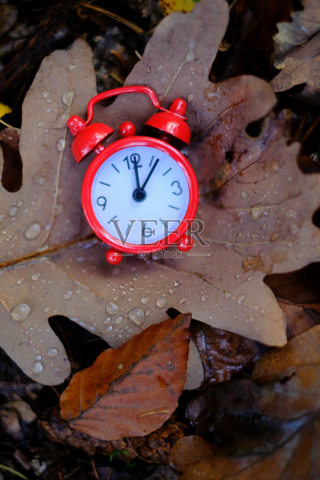 秋季：红色闹钟和带有雨滴的秋叶照片摄影图片