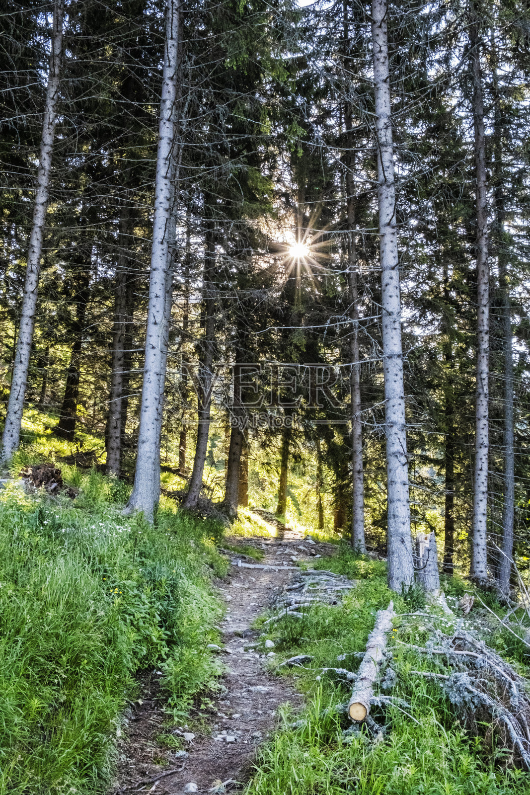 斯洛伐克，高塔特拉斯山脉针叶林中的小径照片摄影图片