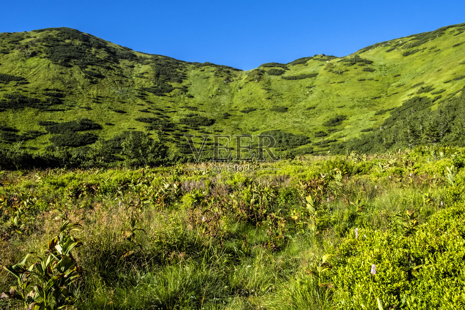 草地场景在西塔特拉斯风景，斯洛伐克，徒步旅行的主题照片摄影图片