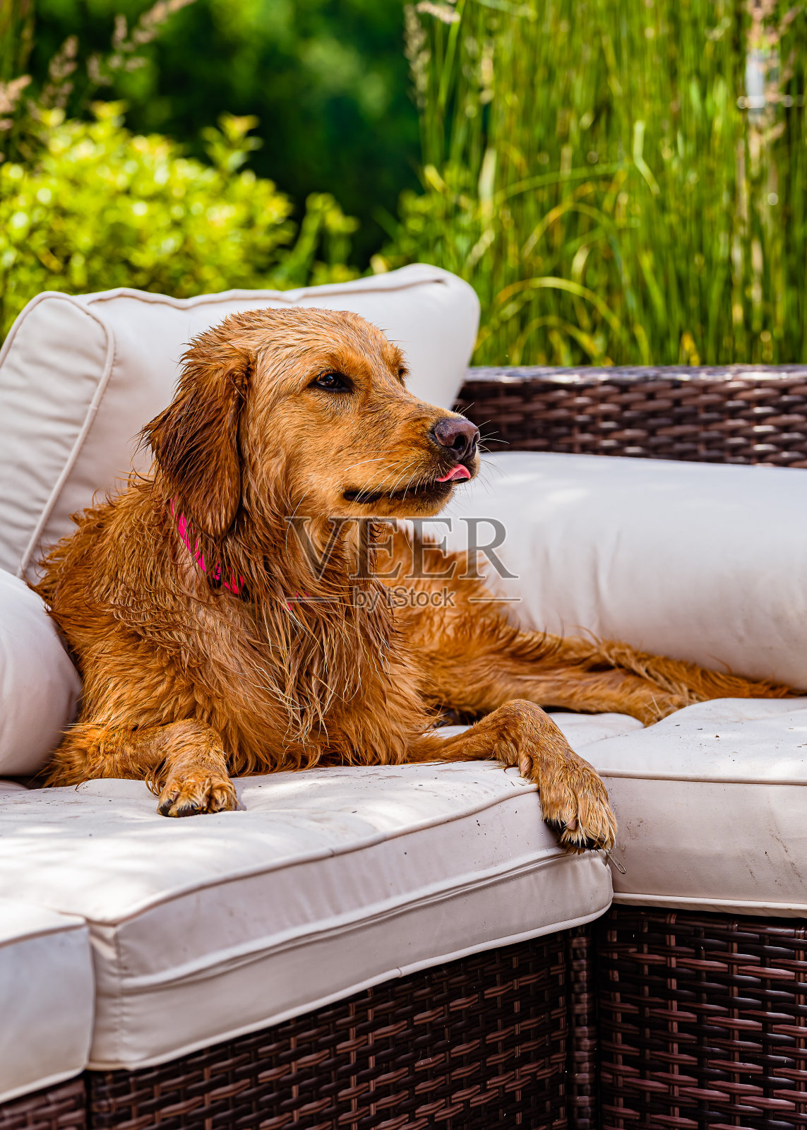 在美国新泽西州一个阳光明媚的炎热日子里，一只金毛猎犬躺在泳池边的沙发上照片摄影图片