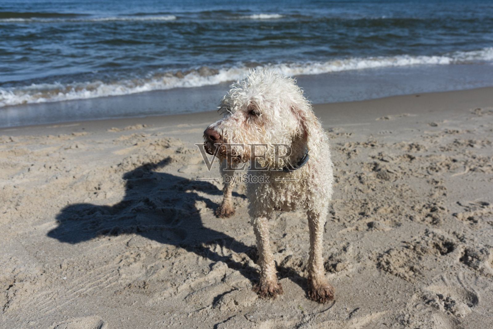 海边欢快的拉布拉多犬照片摄影图片