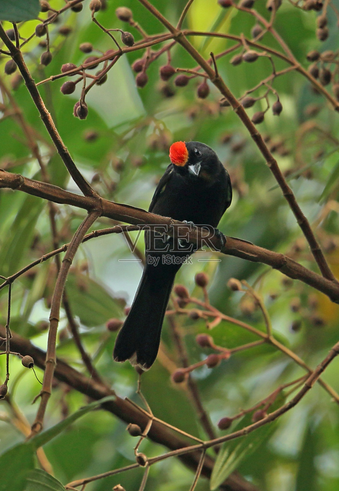 Flame-crested唐纳雀照片摄影图片