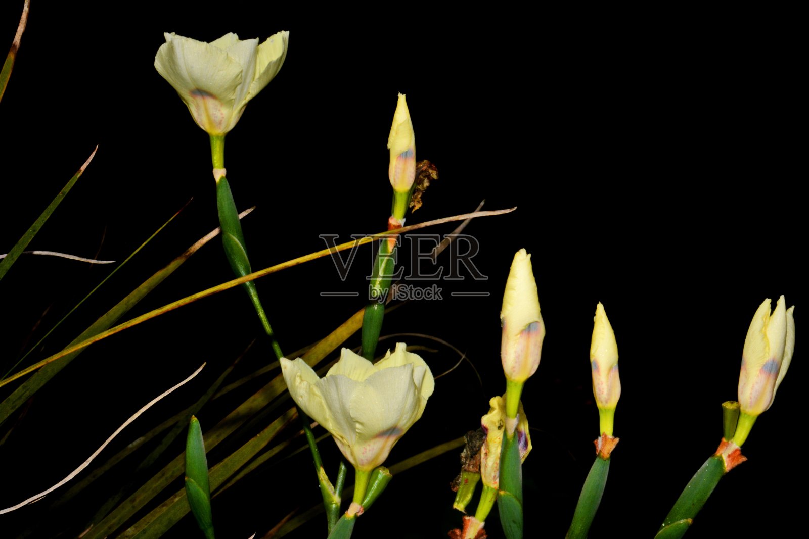 美丽的花朵照片摄影图片