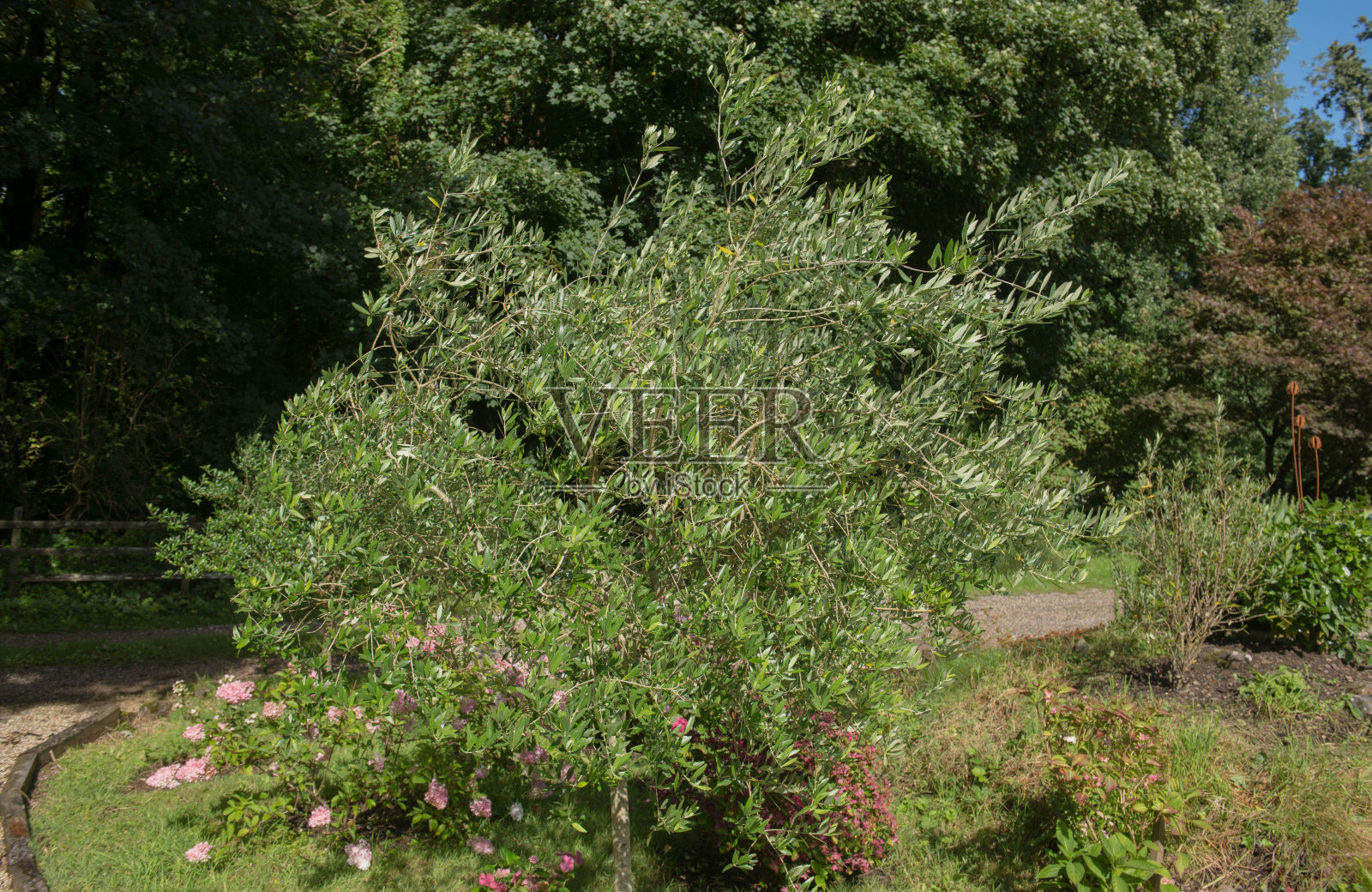一棵常青橄榄树(油橄榄木兰花)的夏季树叶，生长在英格兰德文郡乡村的乡村别墅花园，英国照片摄影图片