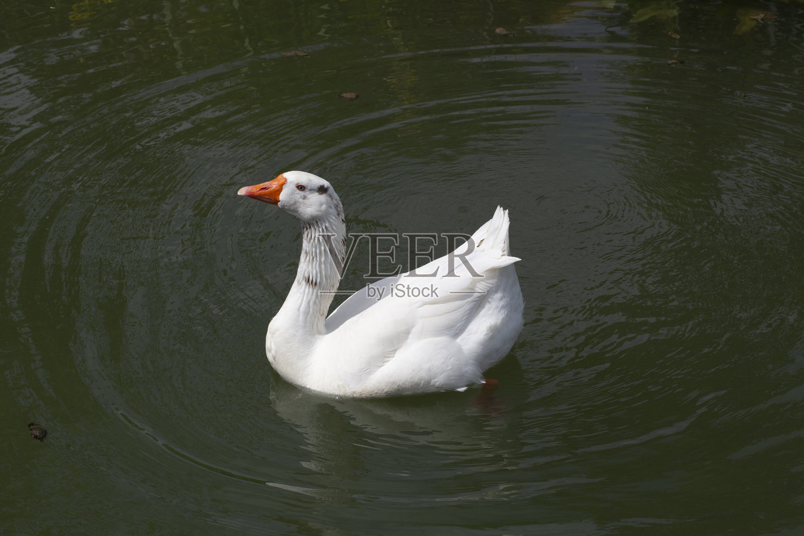家鹅，游泳照片摄影图片