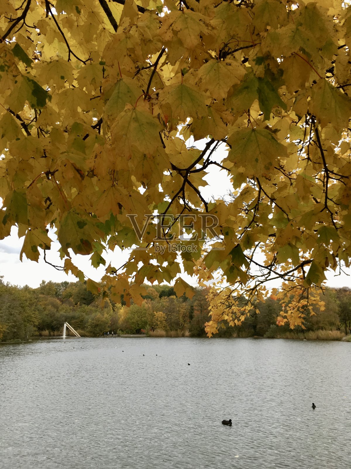 慕尼黑西公园的湖在秋天的日落照片摄影图片
