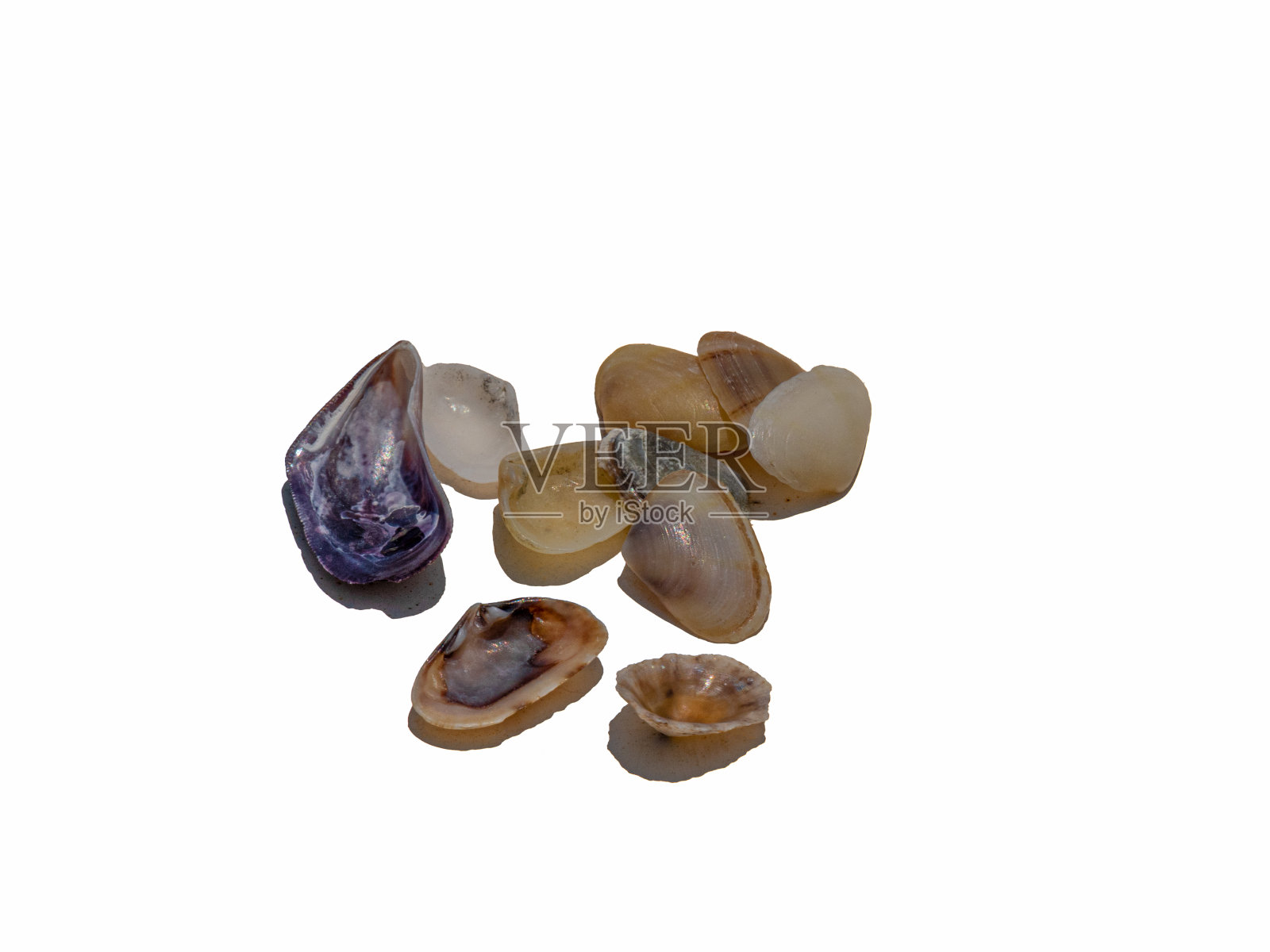 一组孤立在白色背景上的贝壳。照片摄影图片