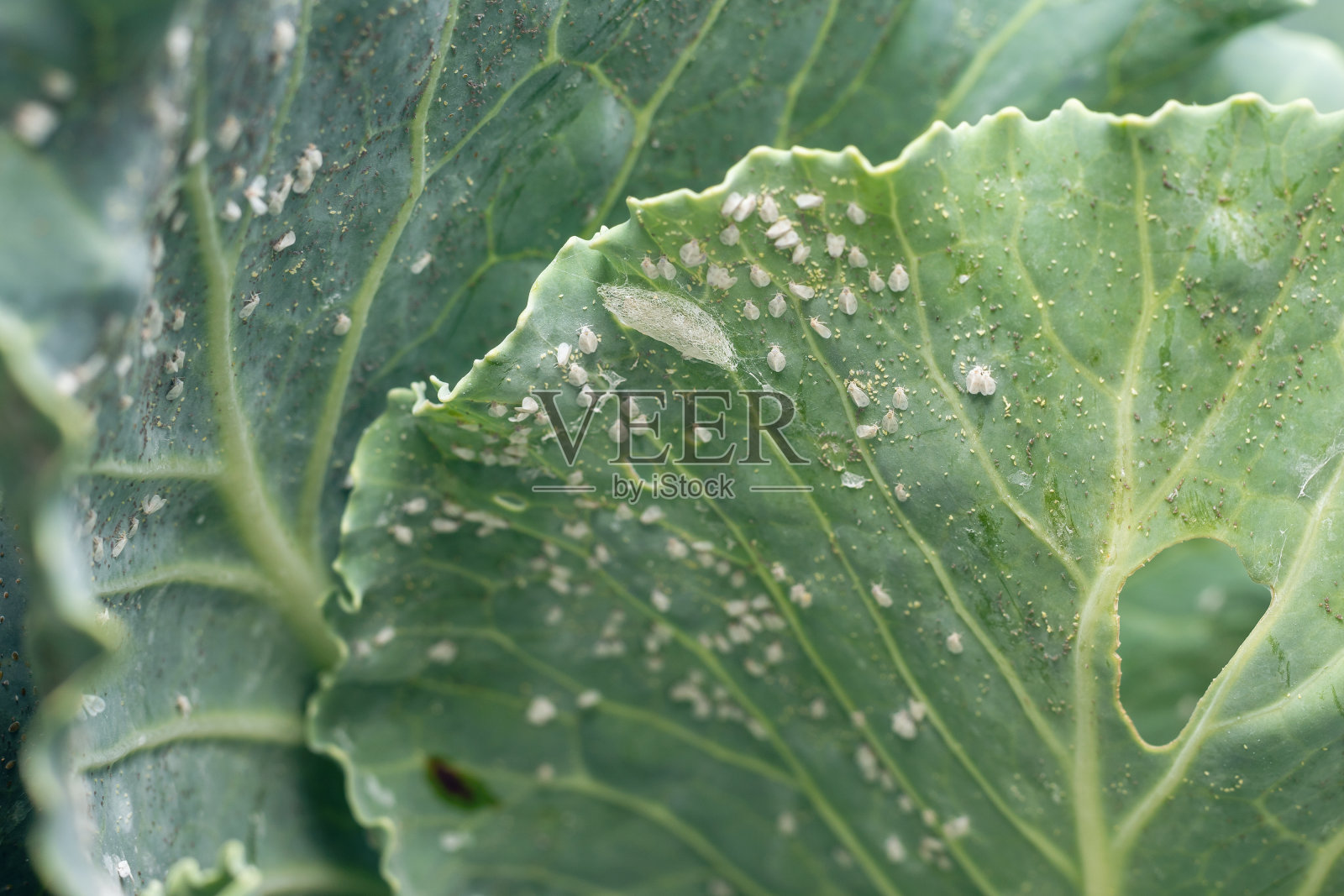 甘蓝叶上的一种农业害虫照片摄影图片