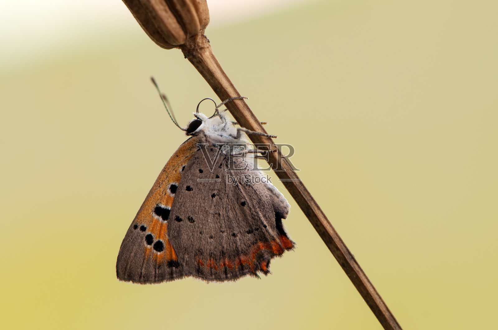 夏天的一天，林间空地上，一只斑蝶在野田花上飞舞照片摄影图片