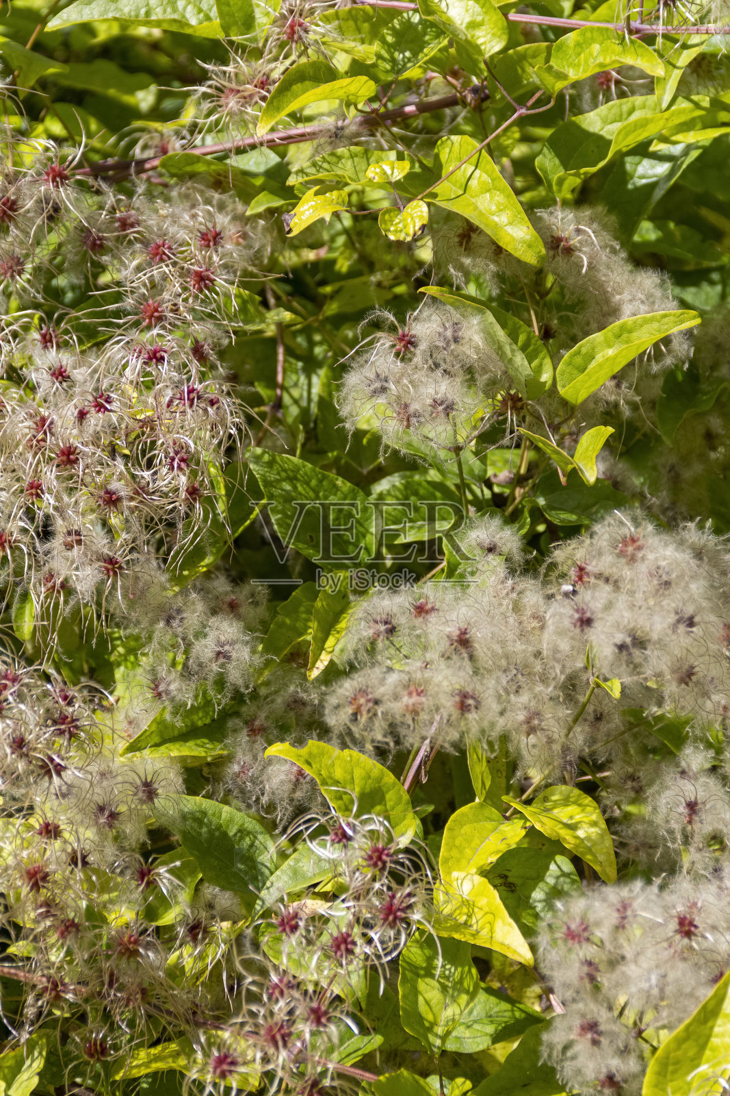 铁线莲种子照片摄影图片