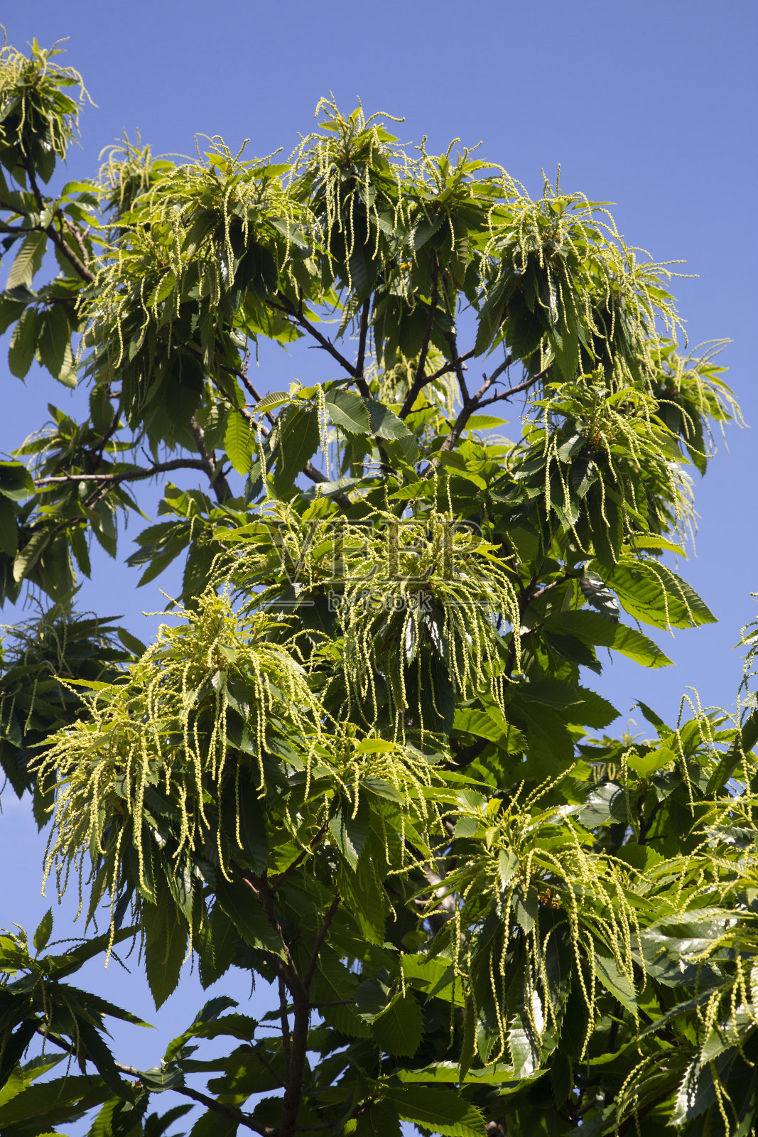 甜栗子，串着小花照片摄影图片