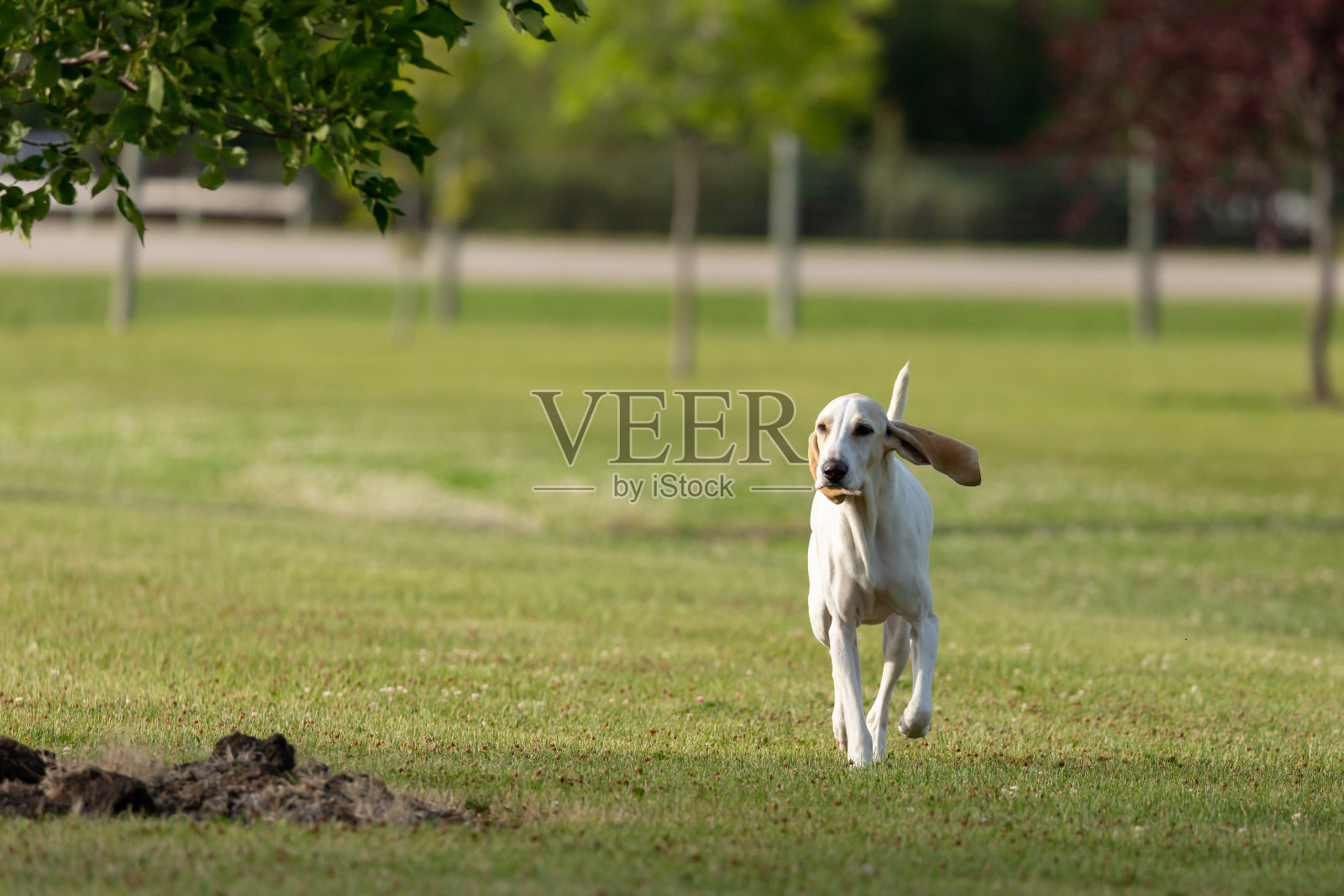 慢跑瓷猎犬照片摄影图片