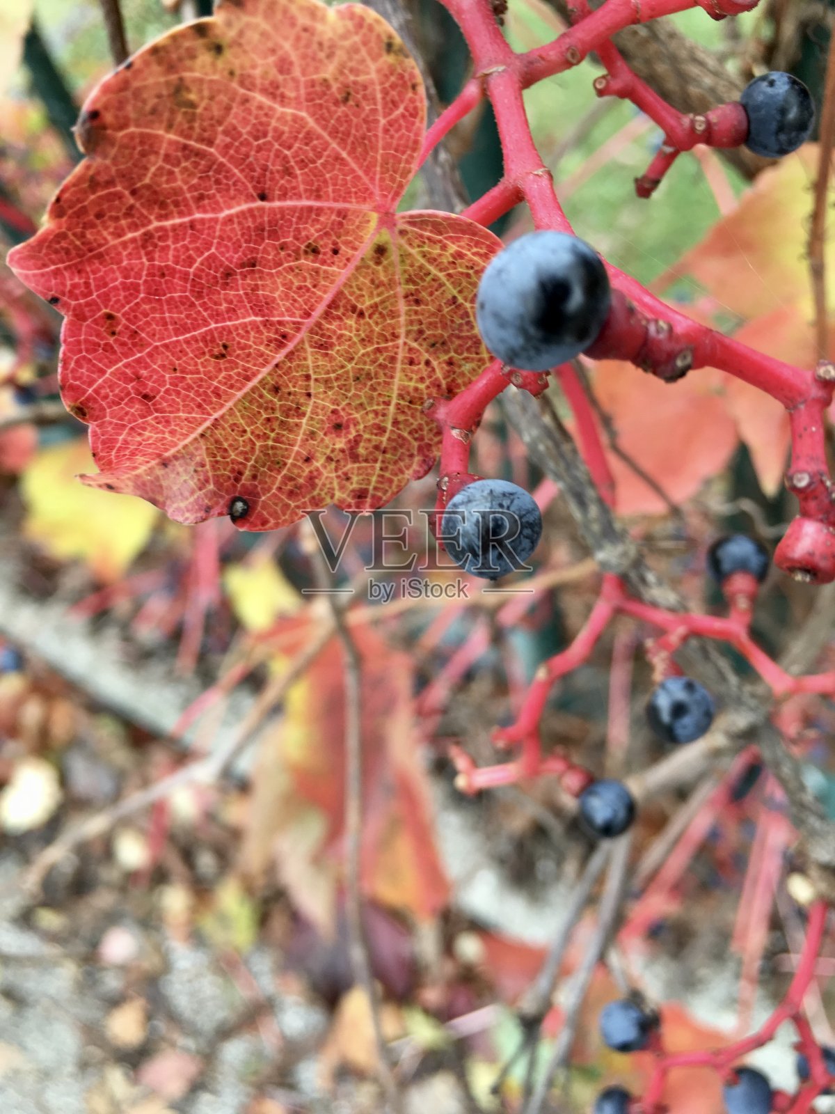 慕尼黑西公园的秋天日落照片摄影图片
