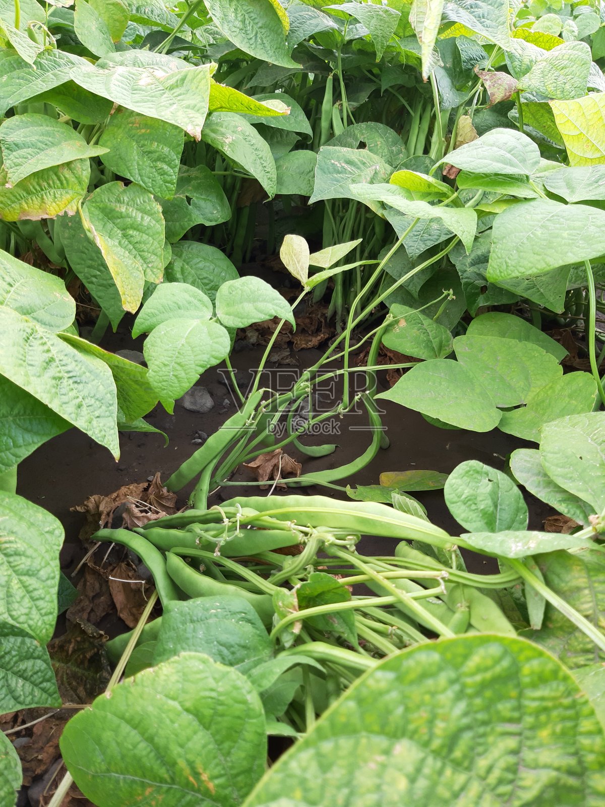 有机农场，有机农场，农场，农场，农场，农场没有人照片摄影图片