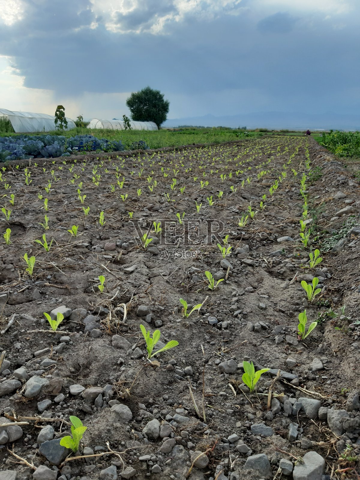有机农场，有机农场，农场，农场，农场，农场没有人照片摄影图片