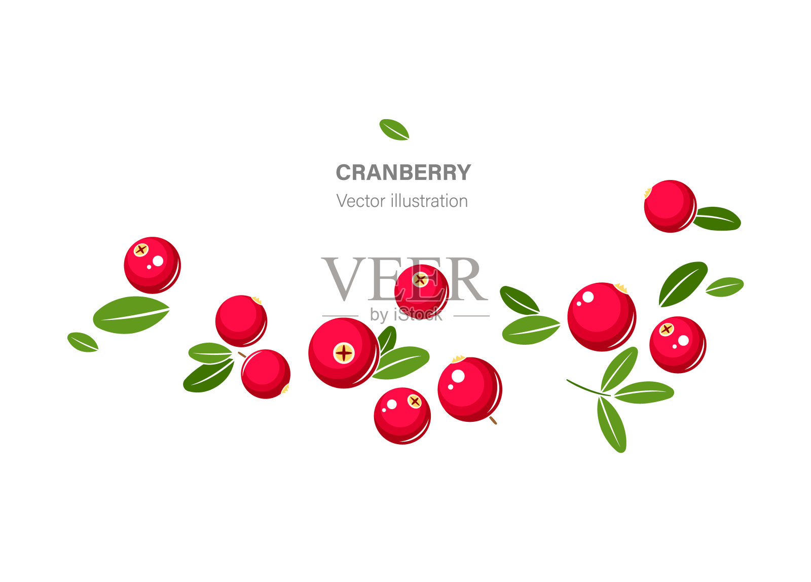 蔓越莓矢量图插画图片素材