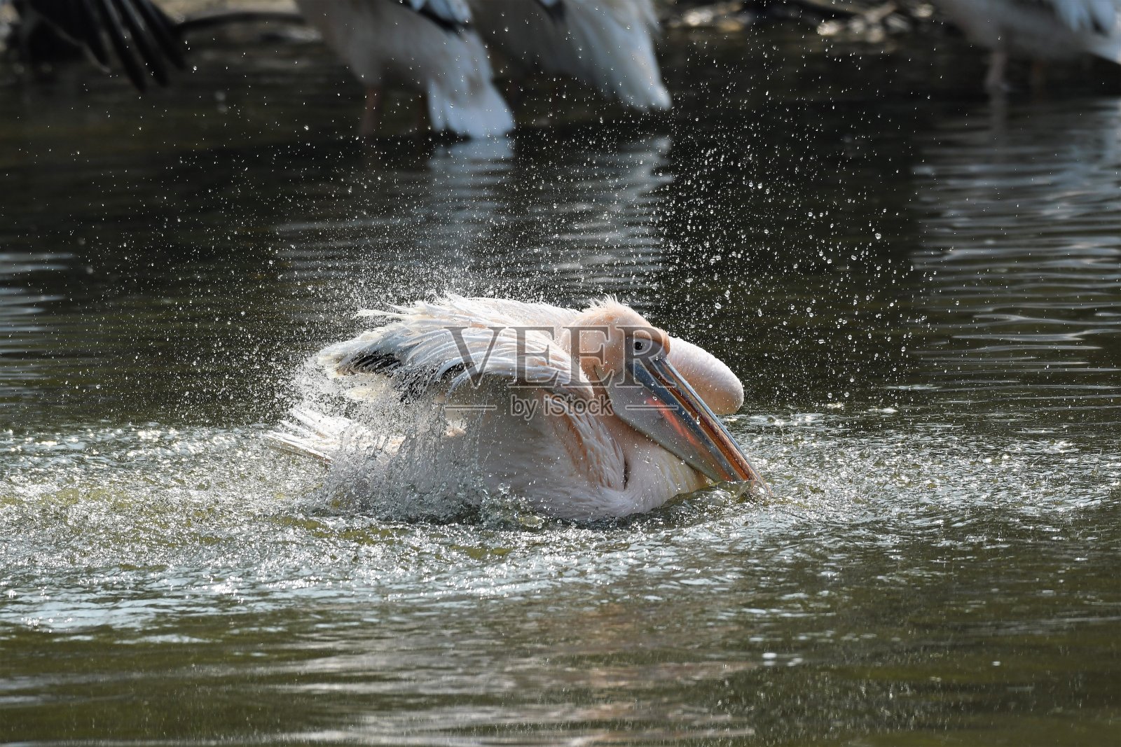 扇动翅膀的大白鹈鹕照片摄影图片