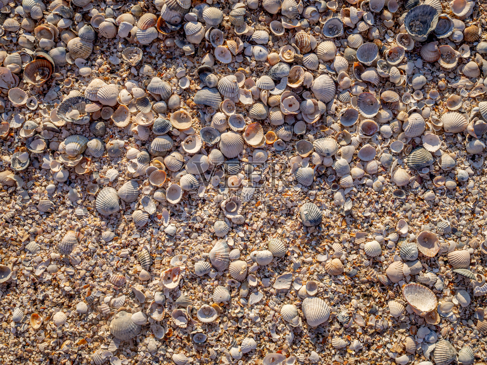 俯瞰沙滩上的贝壳。晚霞用温暖的橙色灯光照亮了海滩。海上度假的概念。副本的空间。平躺照片摄影图片