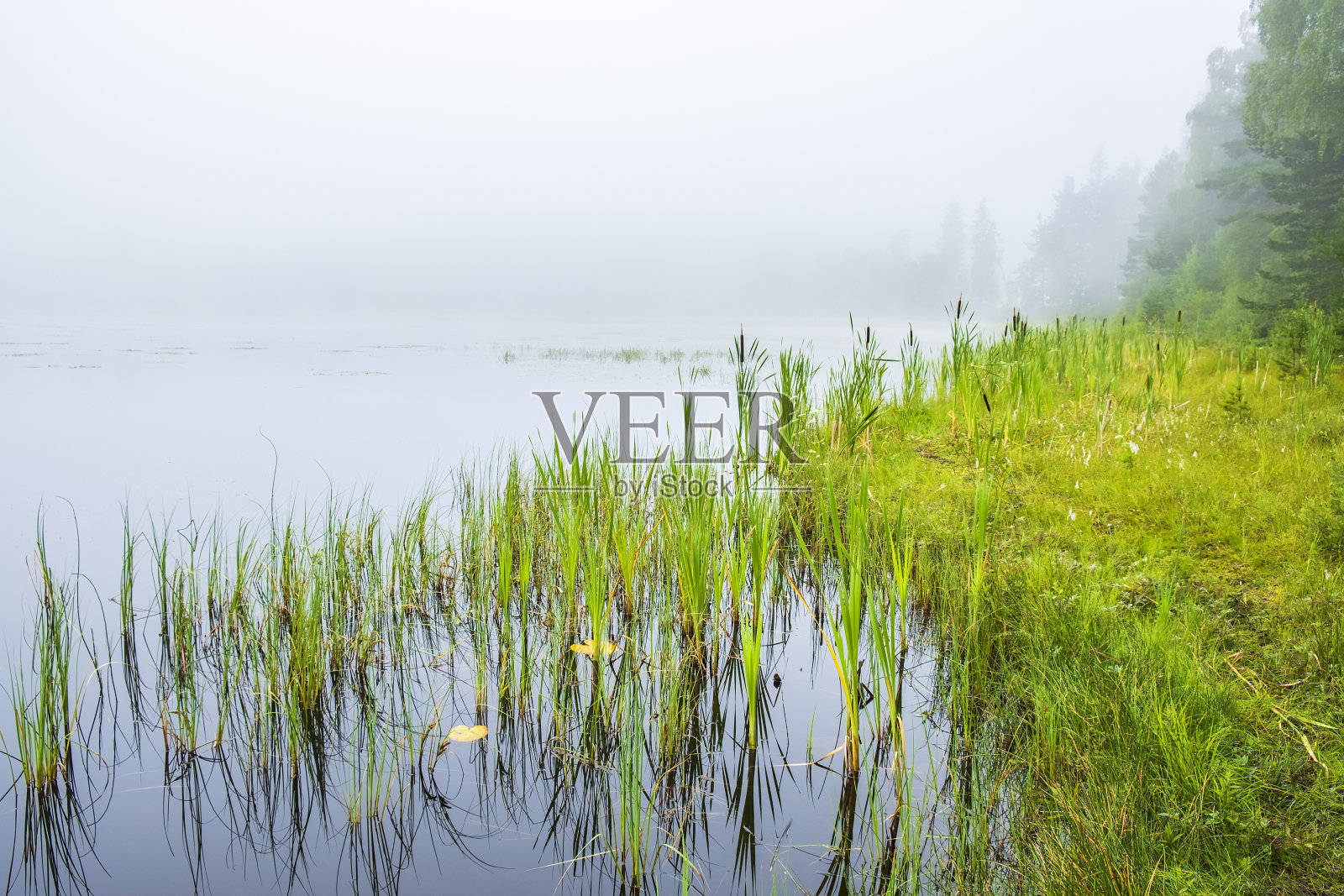 有芦苇植物的海滩，有雾的森林湖照片摄影图片