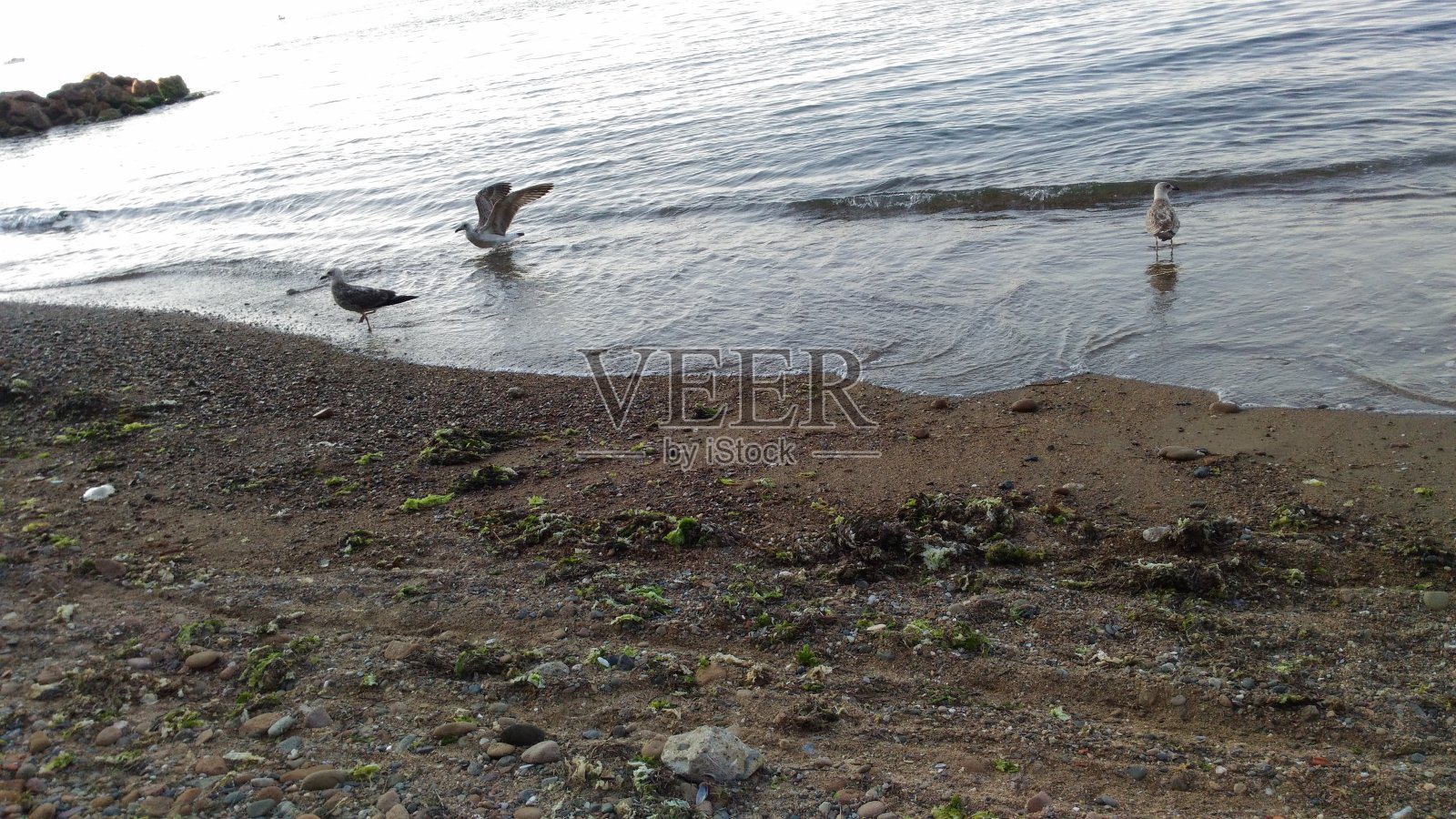 夜幕降临时，海滩上的海鸥照片摄影图片