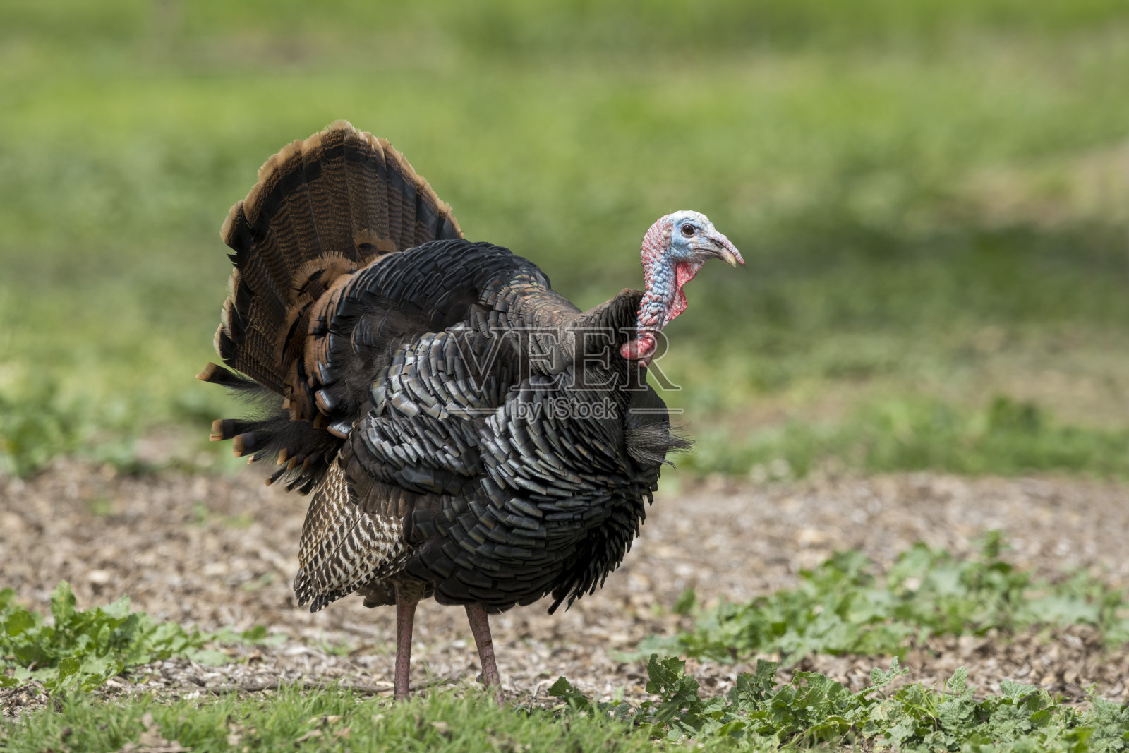 北美鸟类种类:野生火鸡，野火鸡照片摄影图片