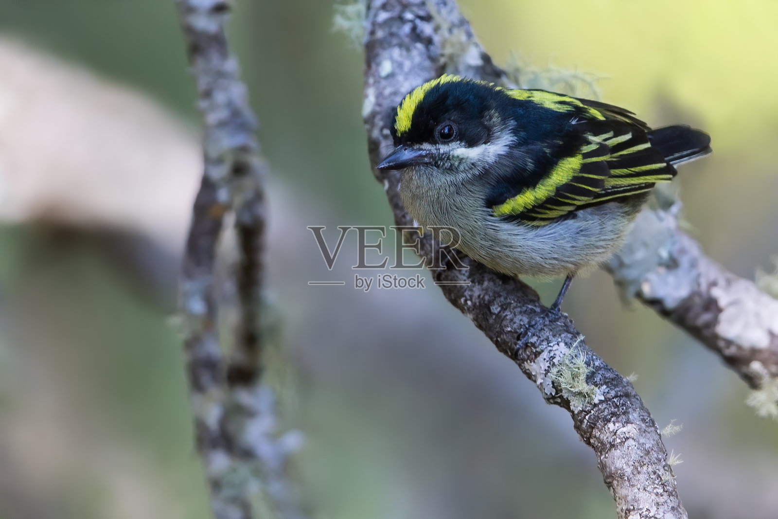 安哥拉的鸟类，西方绿修补鸟照片摄影图片