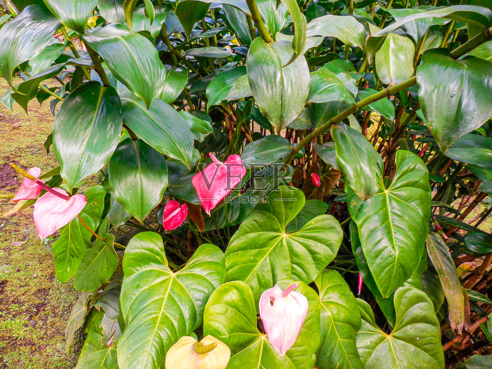 马提尼克岛的热带花朵照片摄影图片