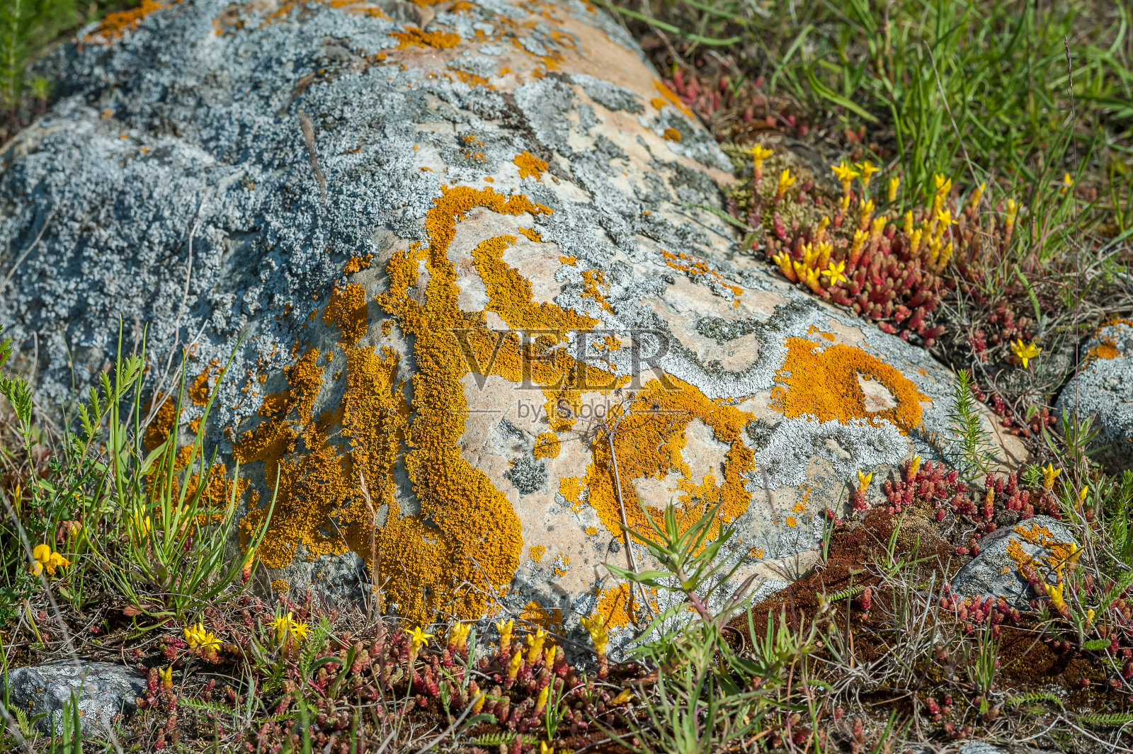 石头上的苔藓照片摄影图片