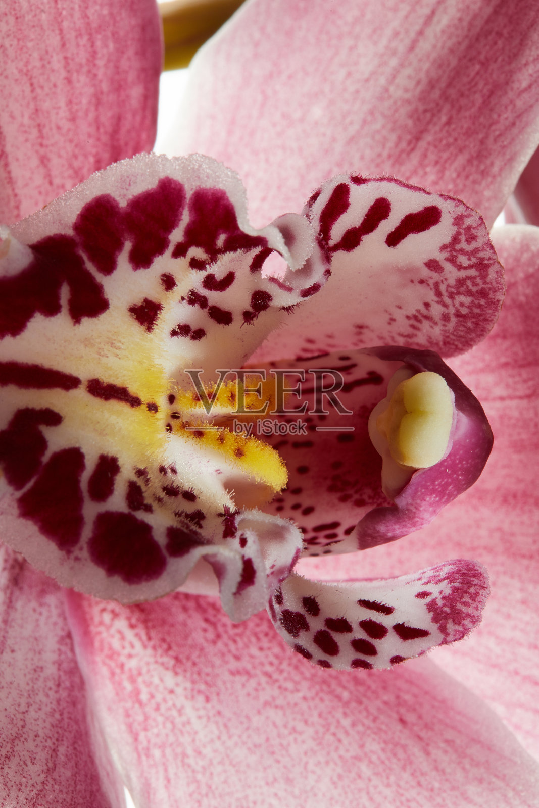 近距离粉红色兰花在白色的背景照片摄影图片