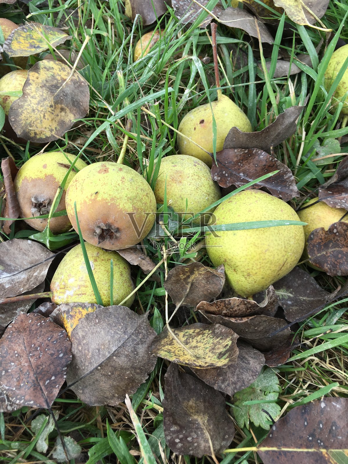 秋天的巴伐利亚的浆果照片摄影图片