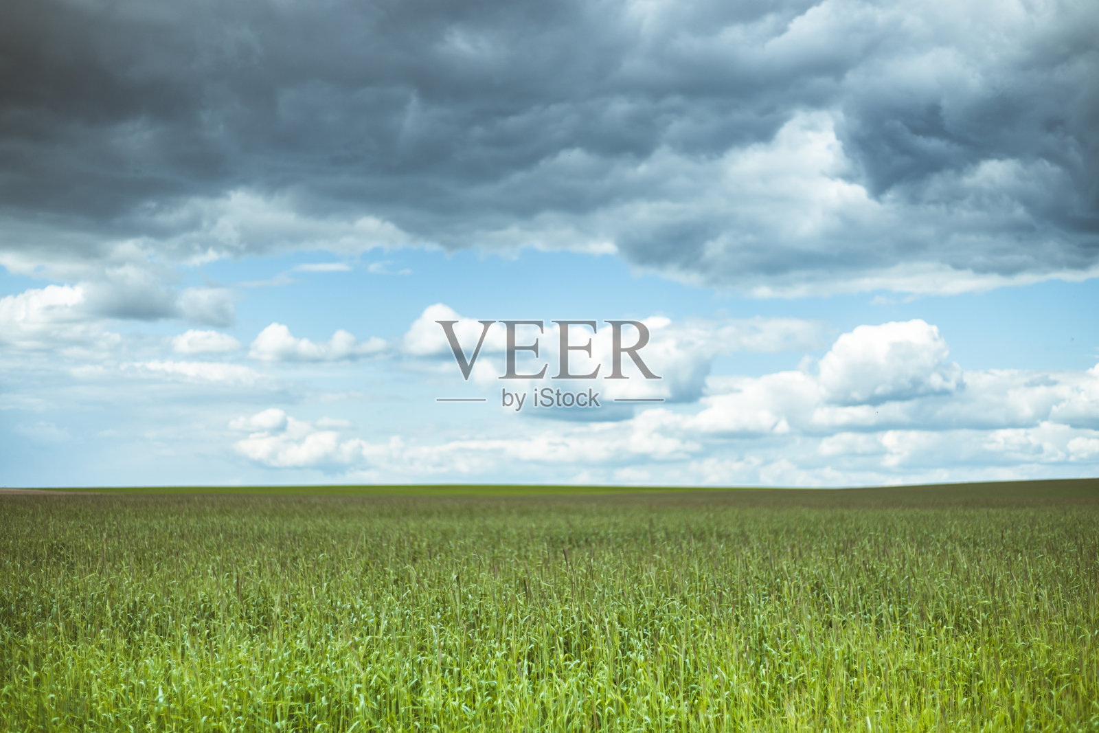 农村农村田野景观与小麦芽在春天阴天。农业领域。年轻的小麦芽。全景照片摄影图片