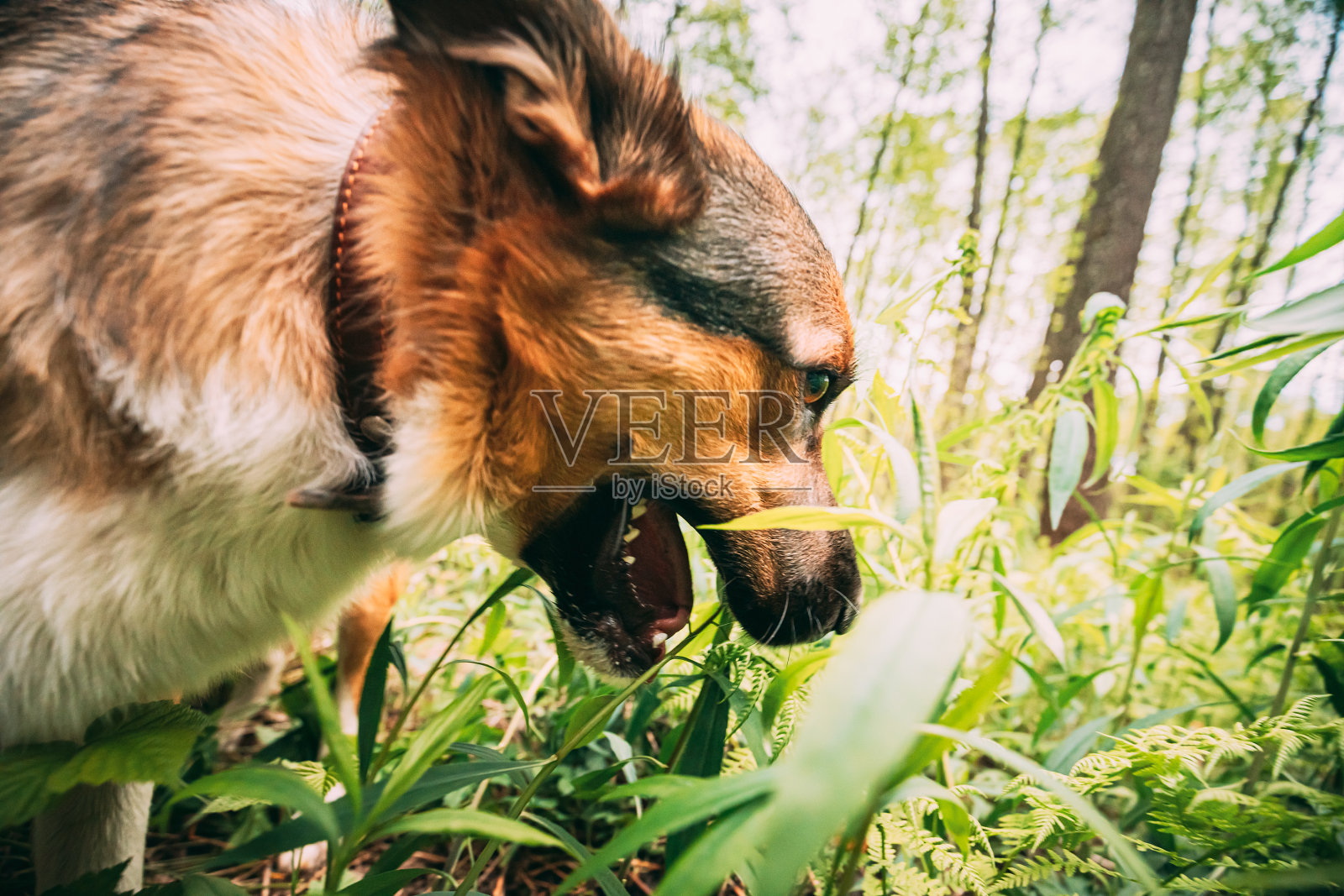 狗在吃草。吃草的原因可能是:补充饮食中缺乏的维生素，胃和消化问题，从羊毛清洁胃照片摄影图片