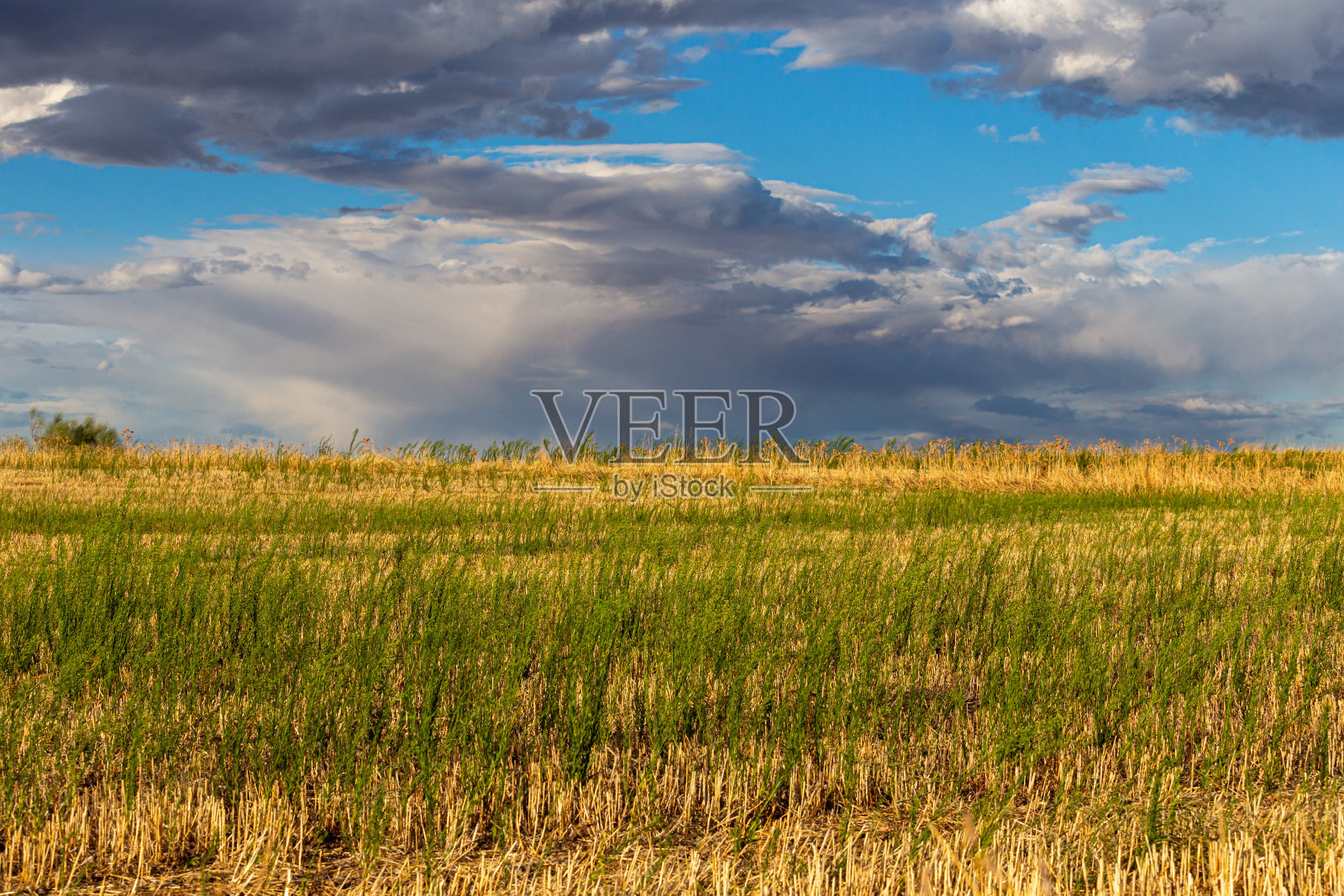 绿色和黄色的田野和蓝天白云的景观照片摄影图片