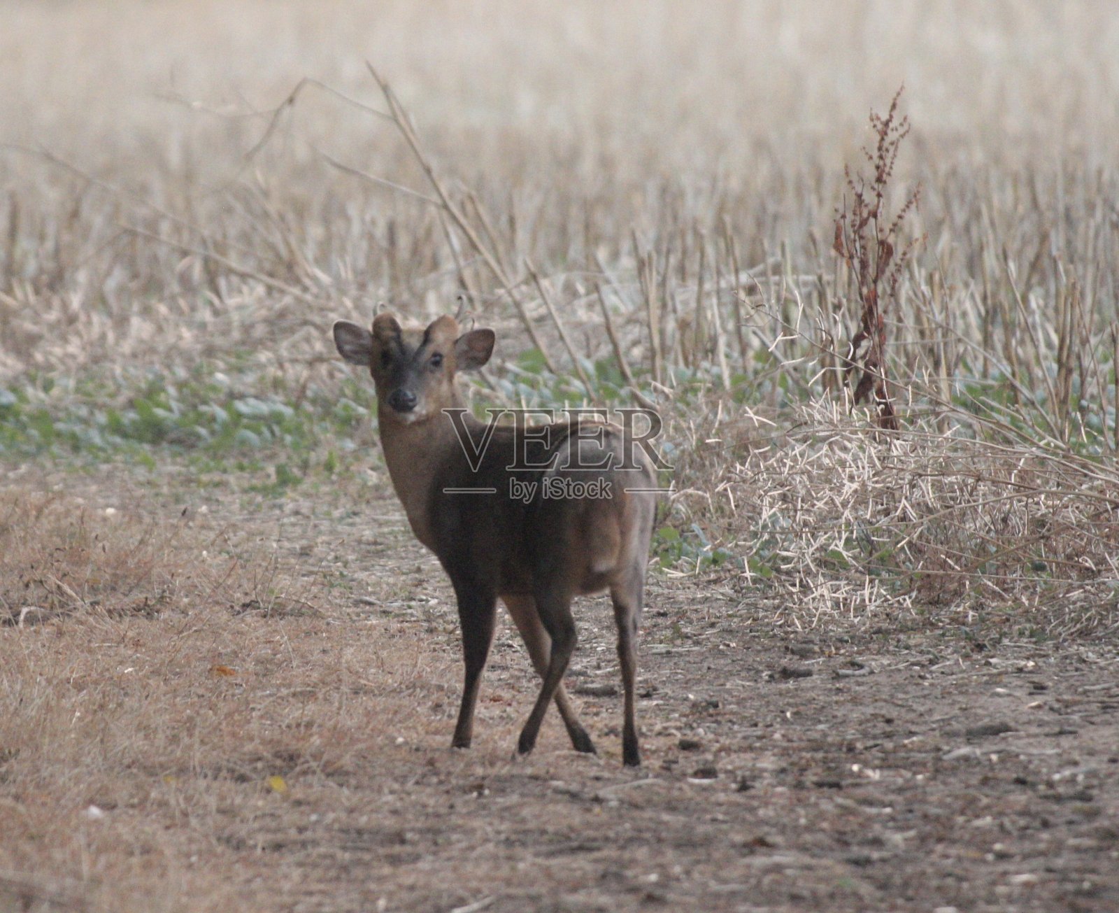 跟我来照片摄影图片
