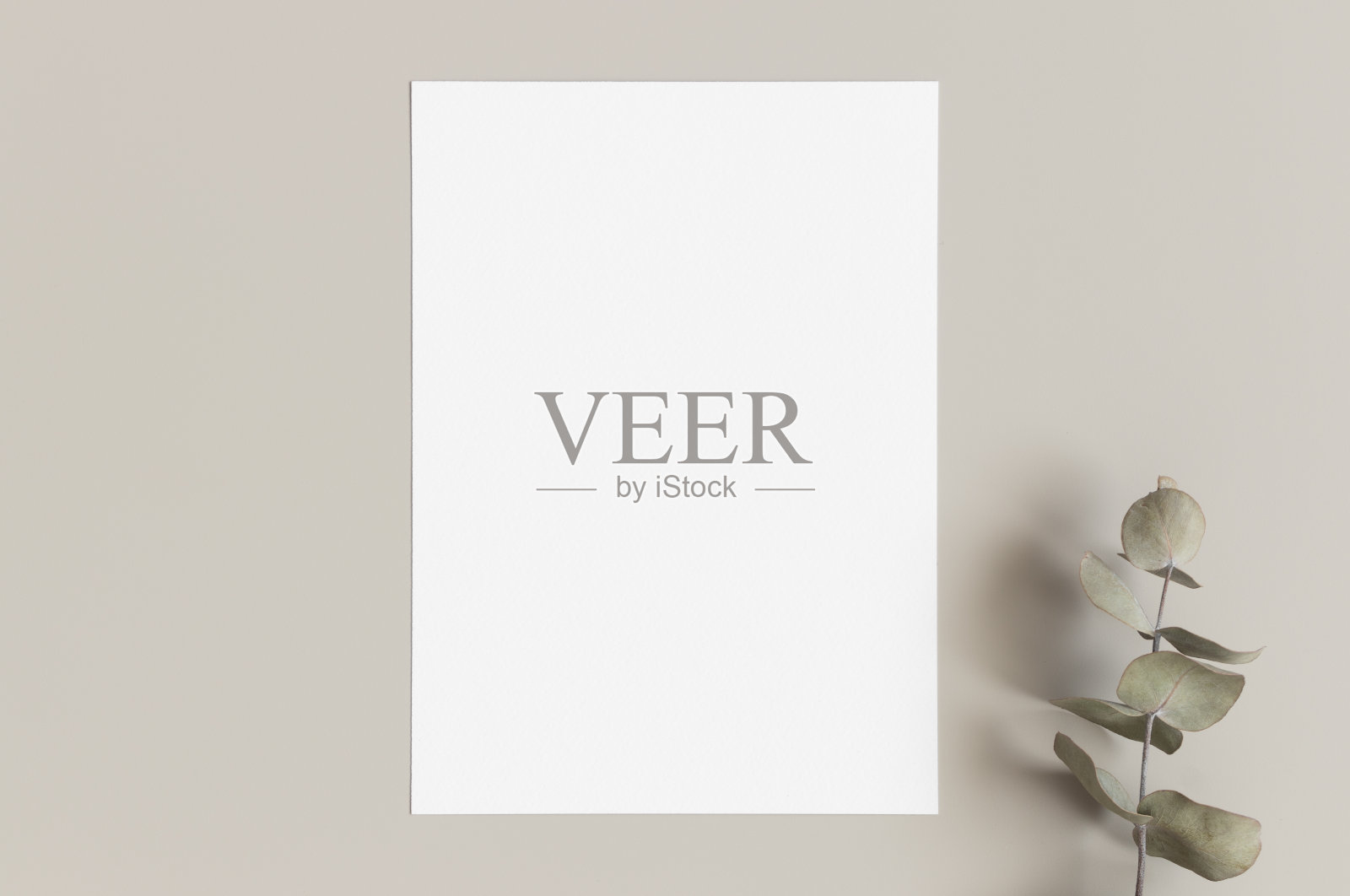 邀请白色卡片模型与桉树枝。5x7的比例，类似于A6, A5。照片摄影图片