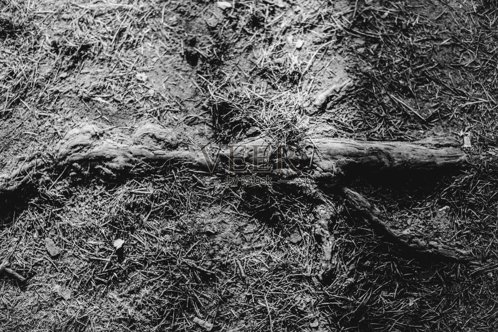 黑色和白色的花和植物照片摄影图片