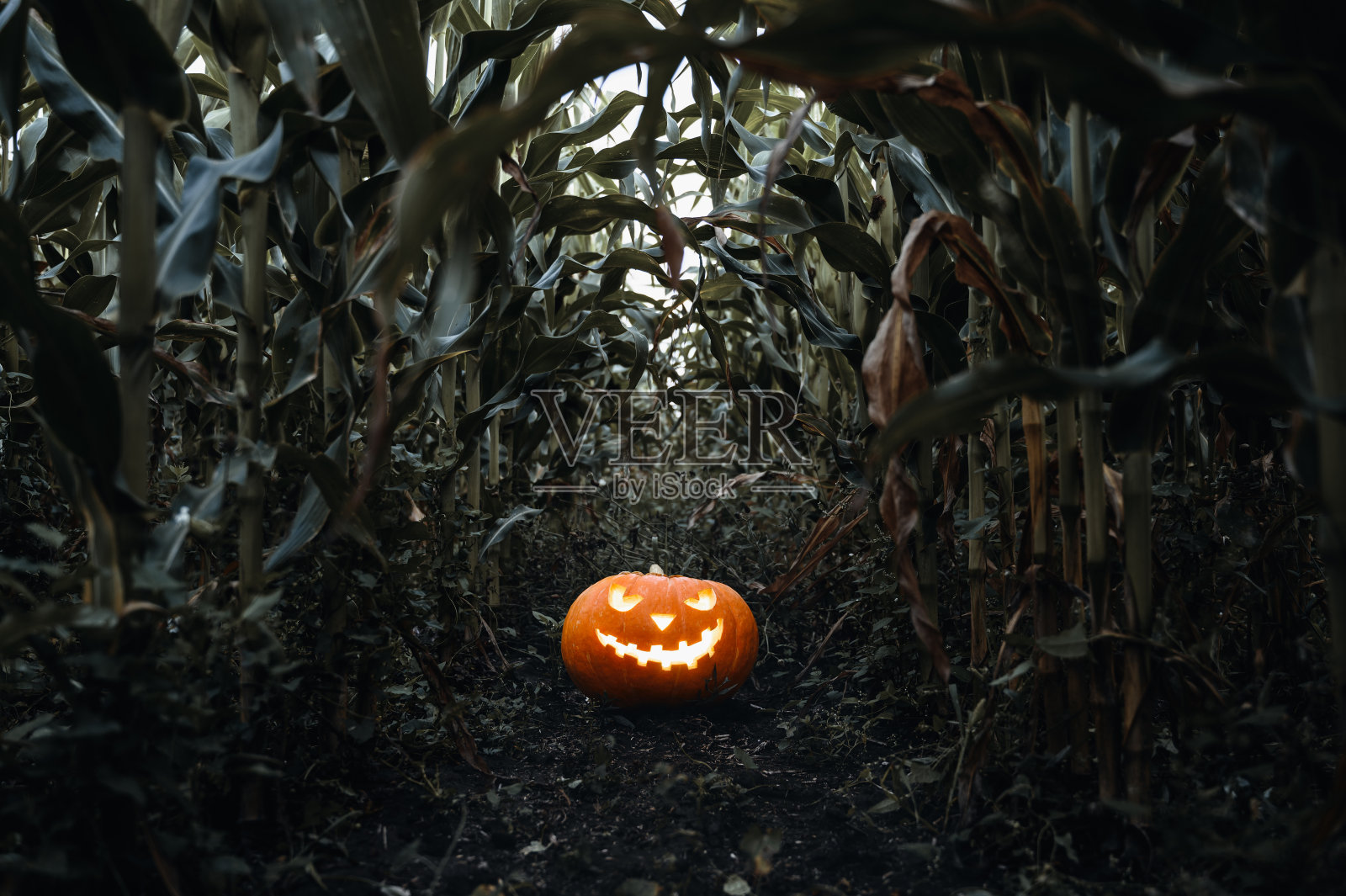 万圣节的节日背景。玉米地里诡异的发光南瓜灯。照片摄影图片